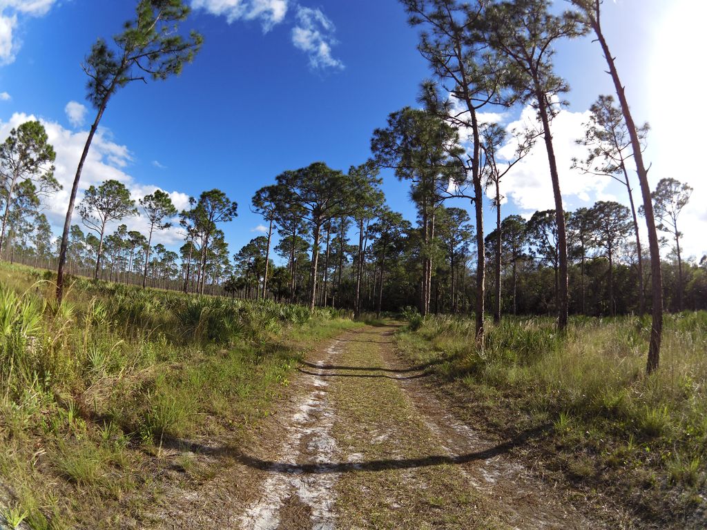 White trail to Kitching Creek (JDSP)