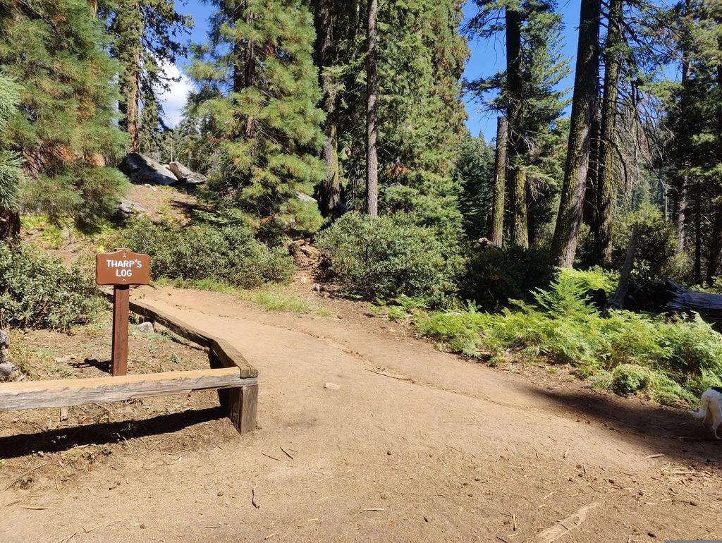 Tharp's Log Trail