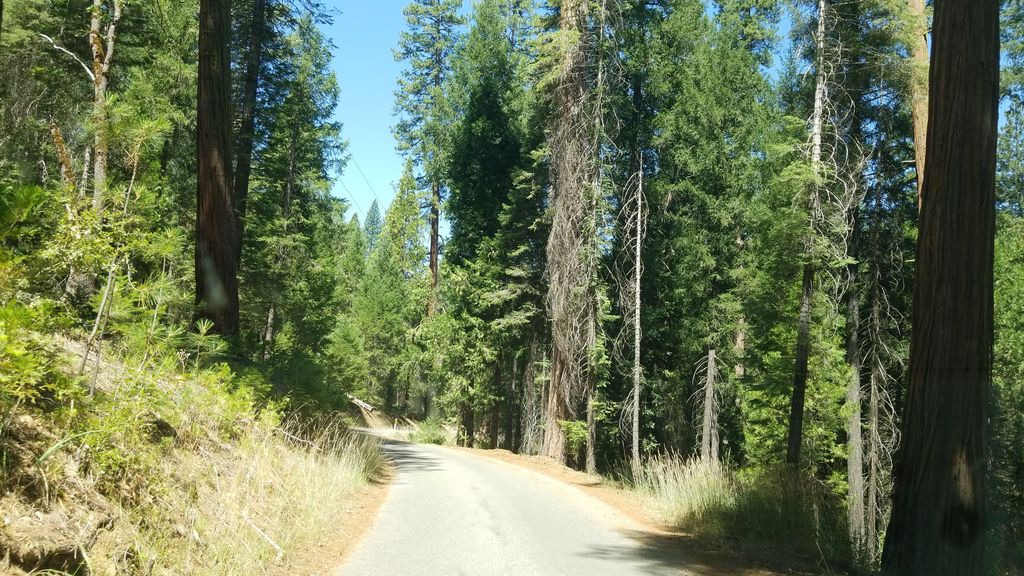 Swinging Bridge Trail