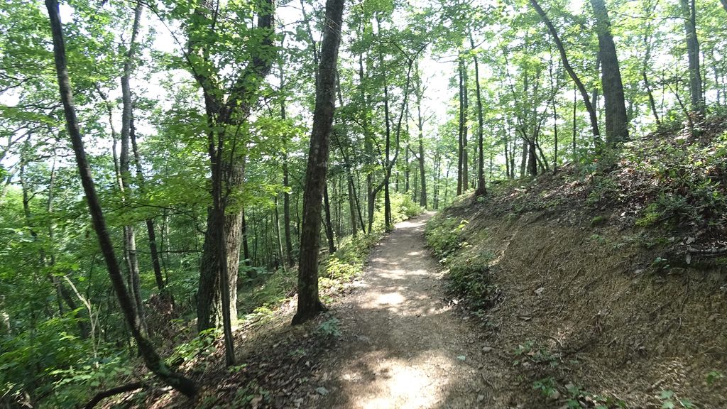 Molly's Knob Trail