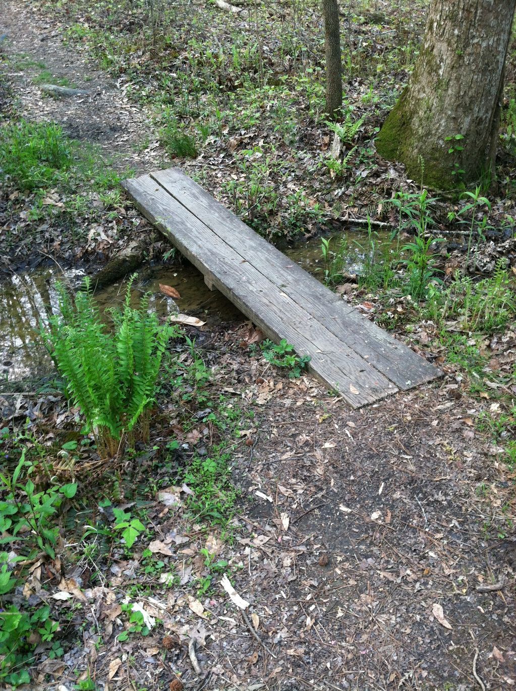 Mountain Creek Nature Trail