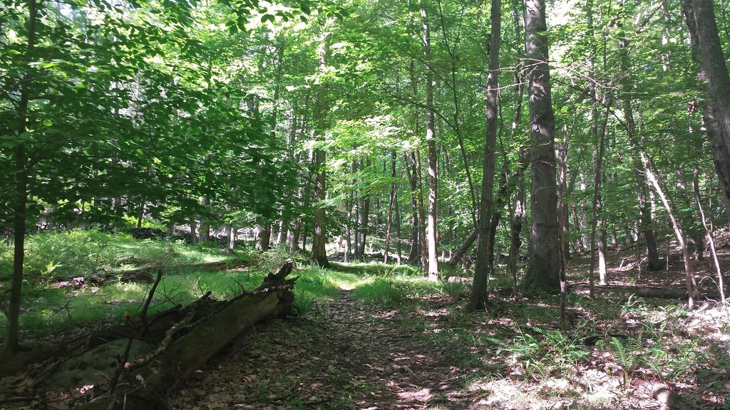 Fox Hill Trail