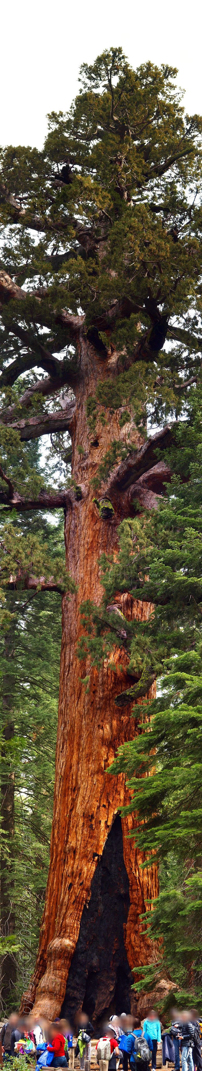 Grizzly Giant Loop Trail