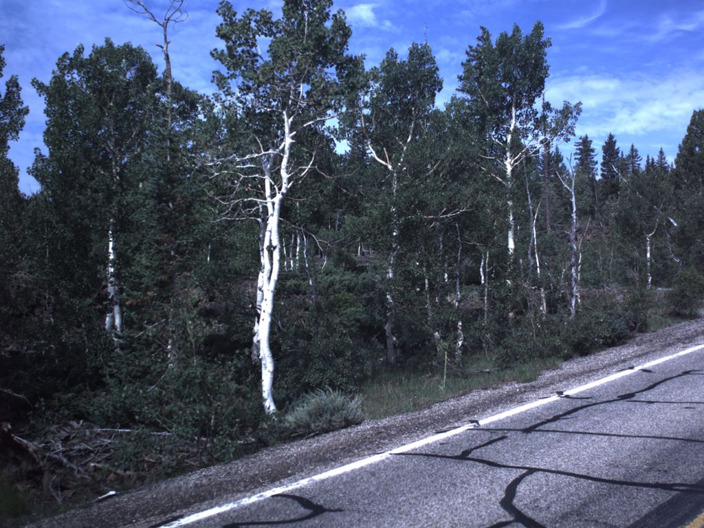Old Ranger Trail