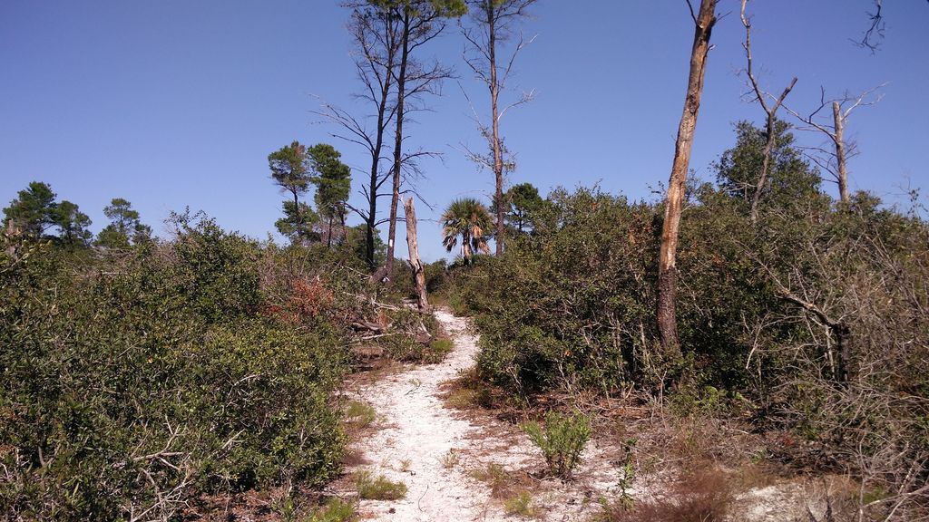 Green trail (JDSP)