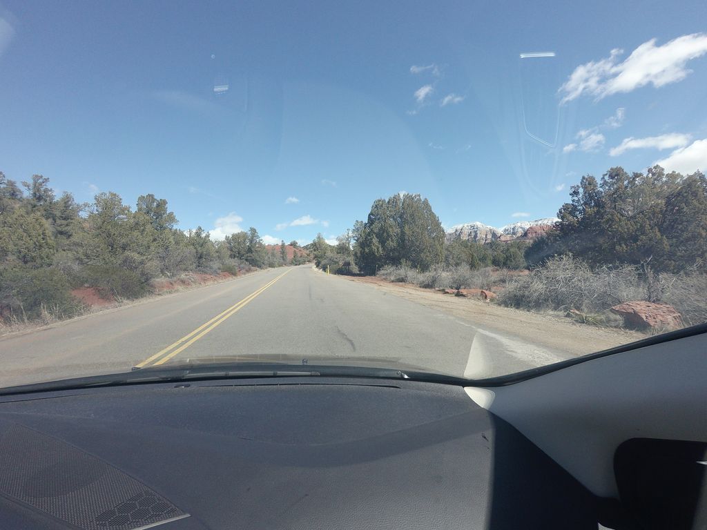 Yucca #174E