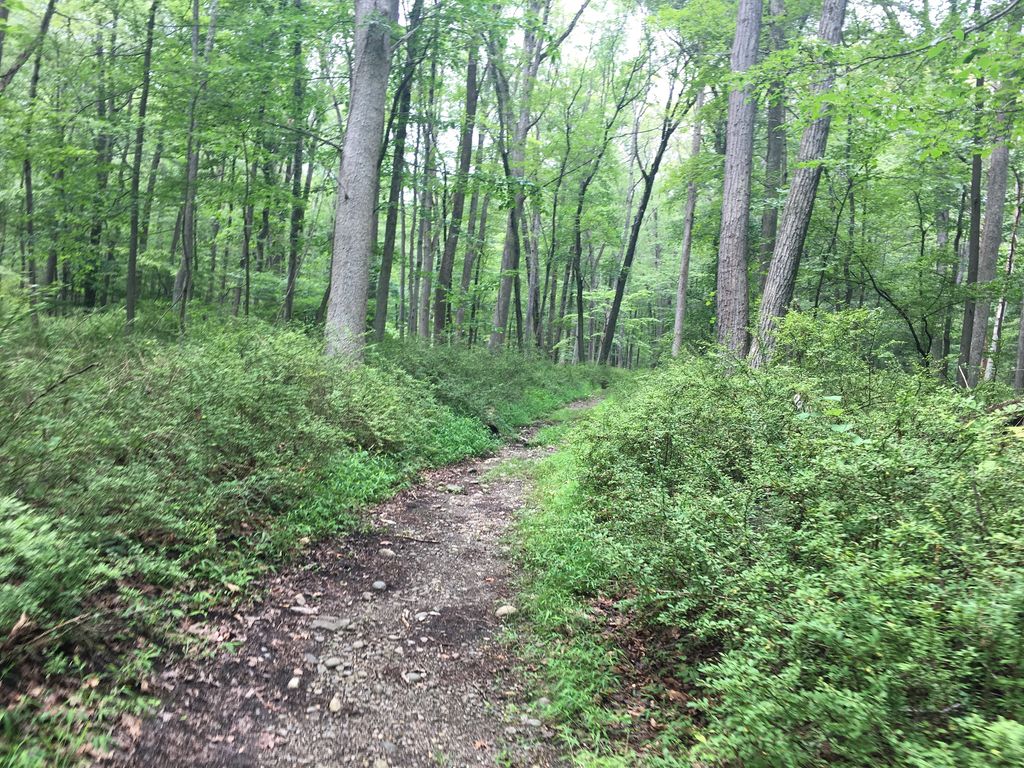 Doodletown Road