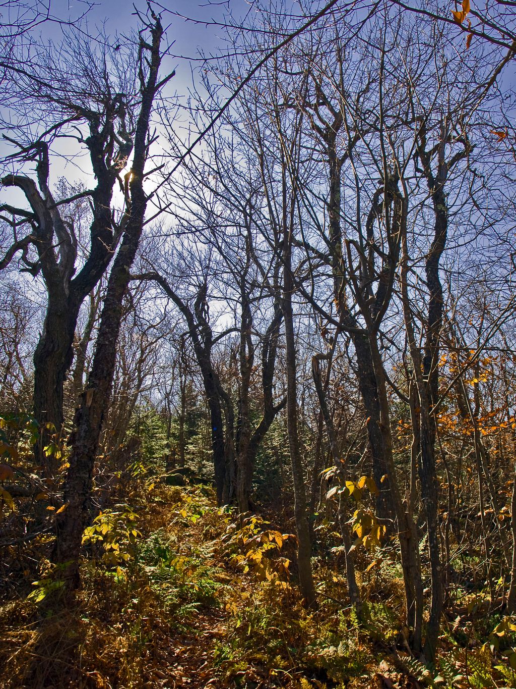 Giant Ledge - Panther - Fox Hollow Trail