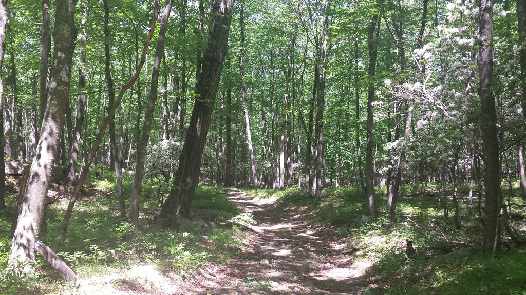 Yellow Trail