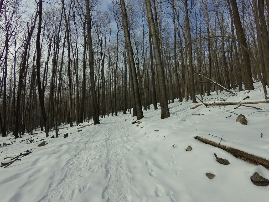 Yellow Trail