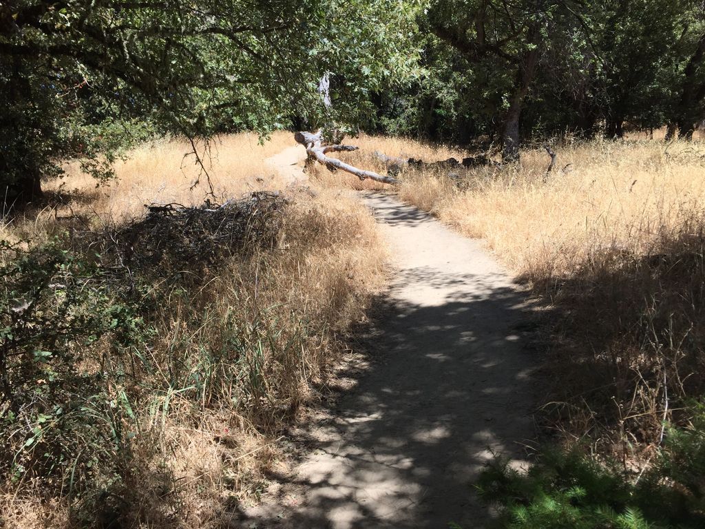 Goat Rock Trail