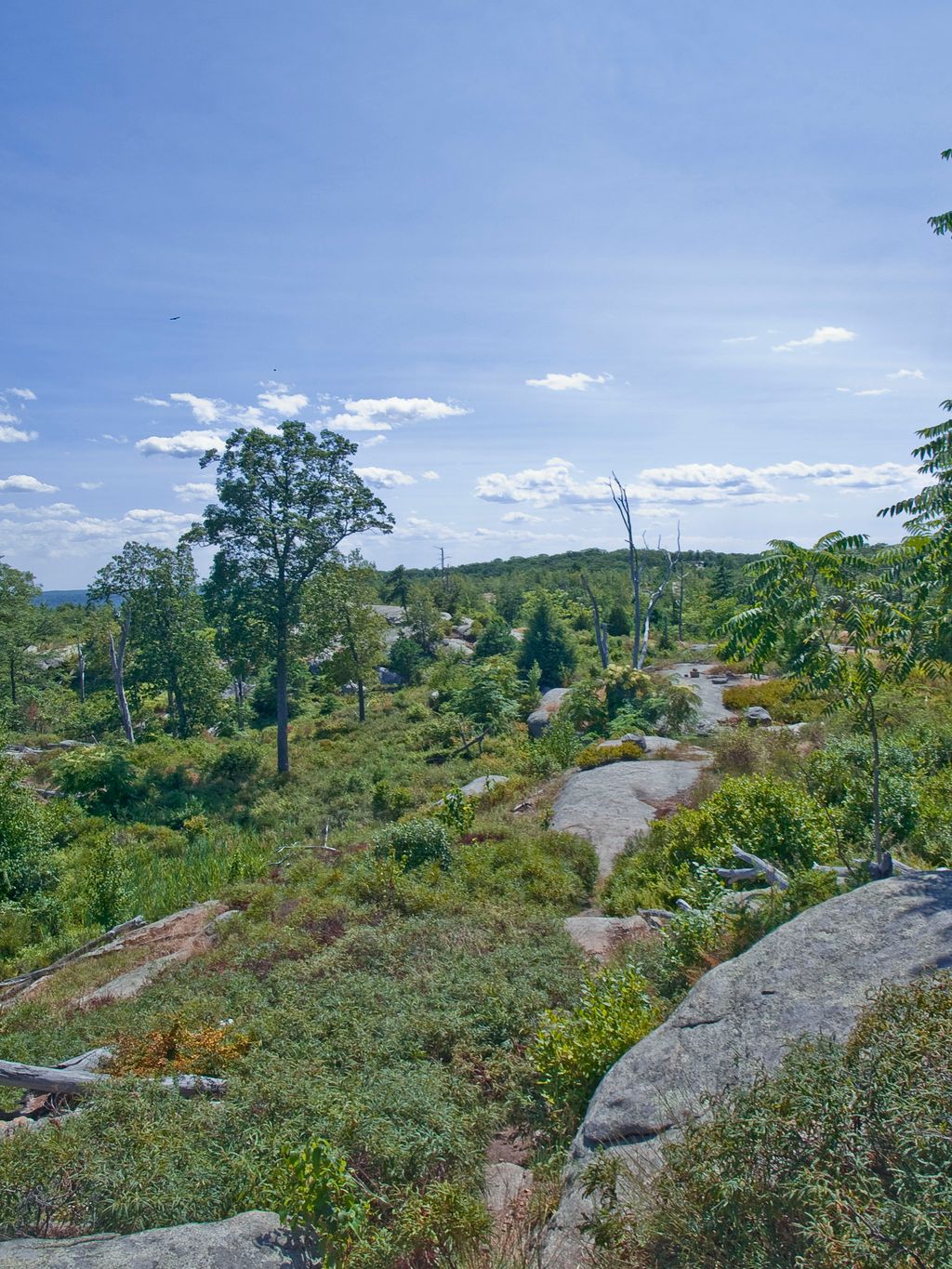 Lichen Trail