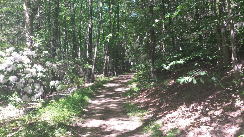 Green Trail