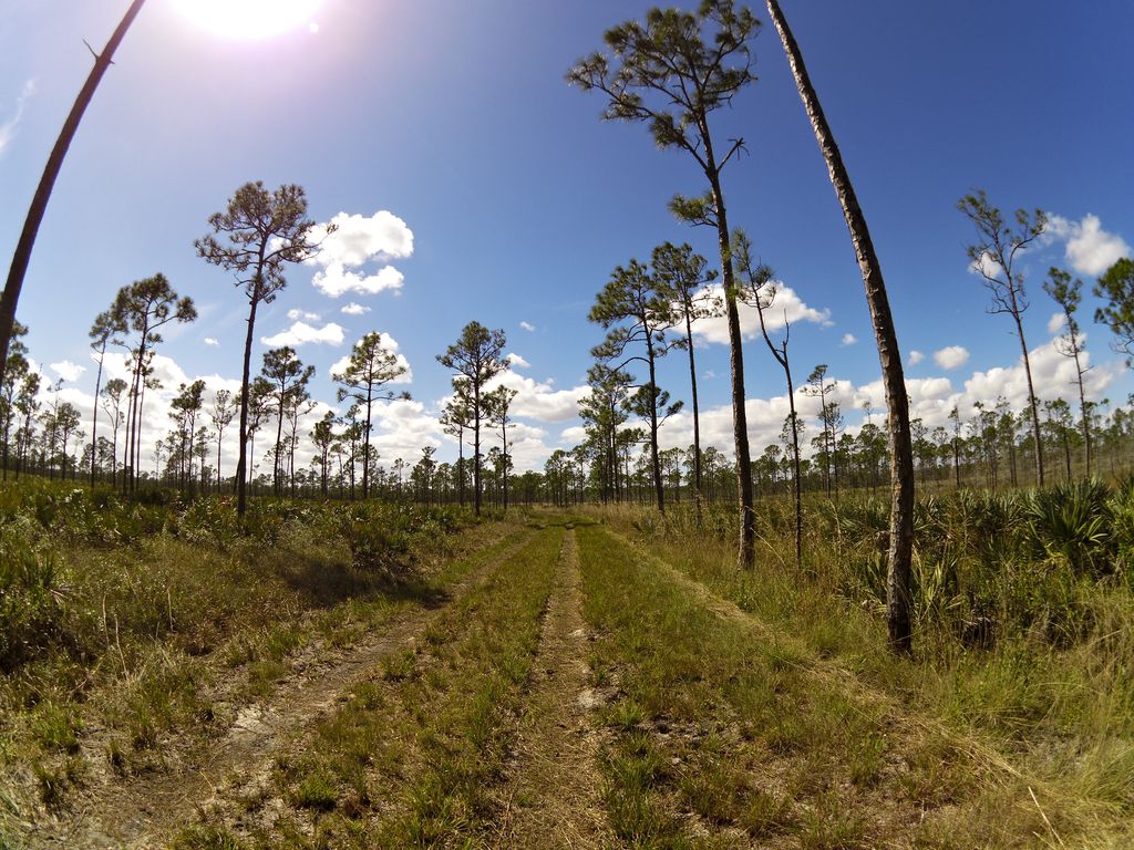 Blue trail (Eeagle View, JDSP)