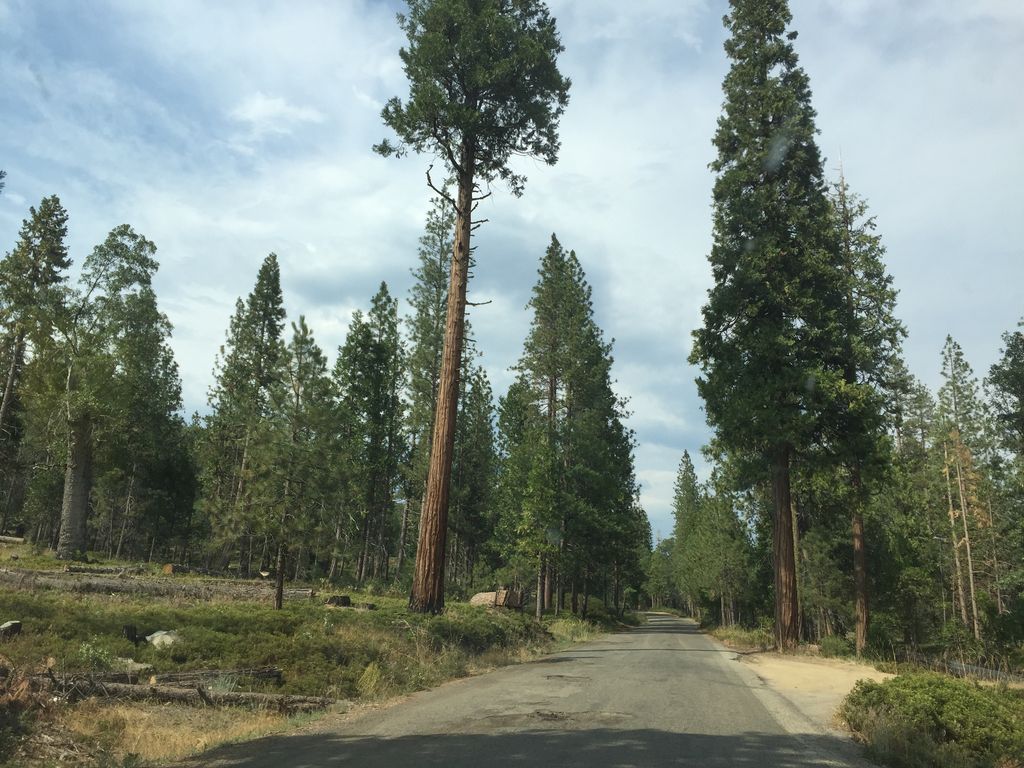 Hume Lake Trail