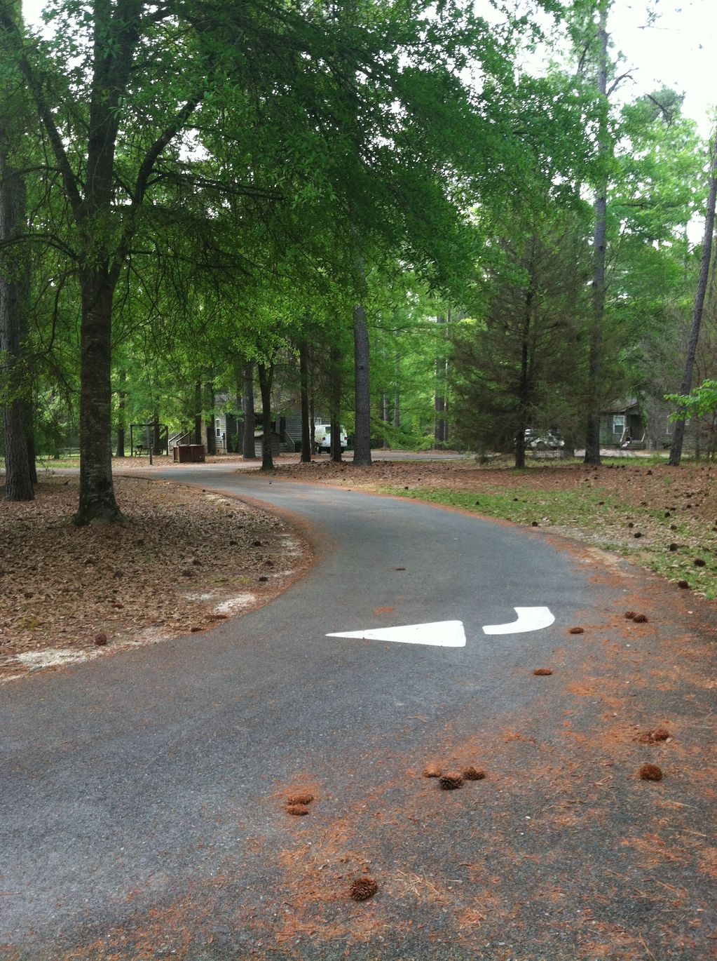 Brown Thrasher Trail