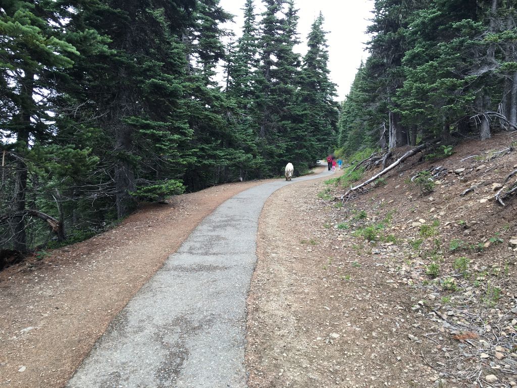Hurricane Hill Nature Trail