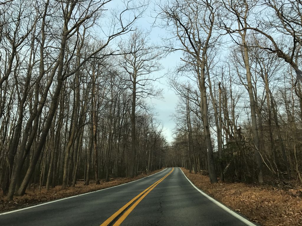 Yellow Poplar Trail