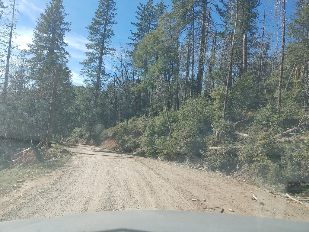 Lone Seqouia Campground