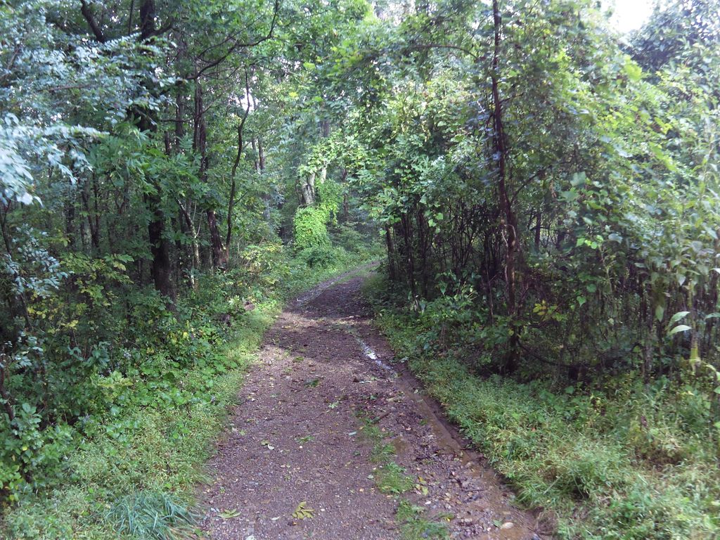 Mathews Arm Fire Road