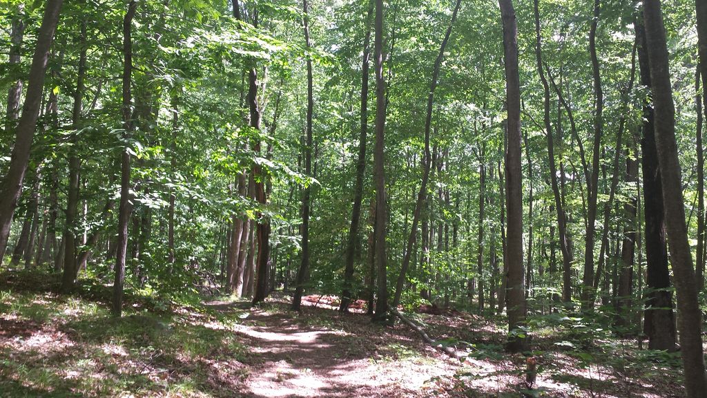 Brown Trail