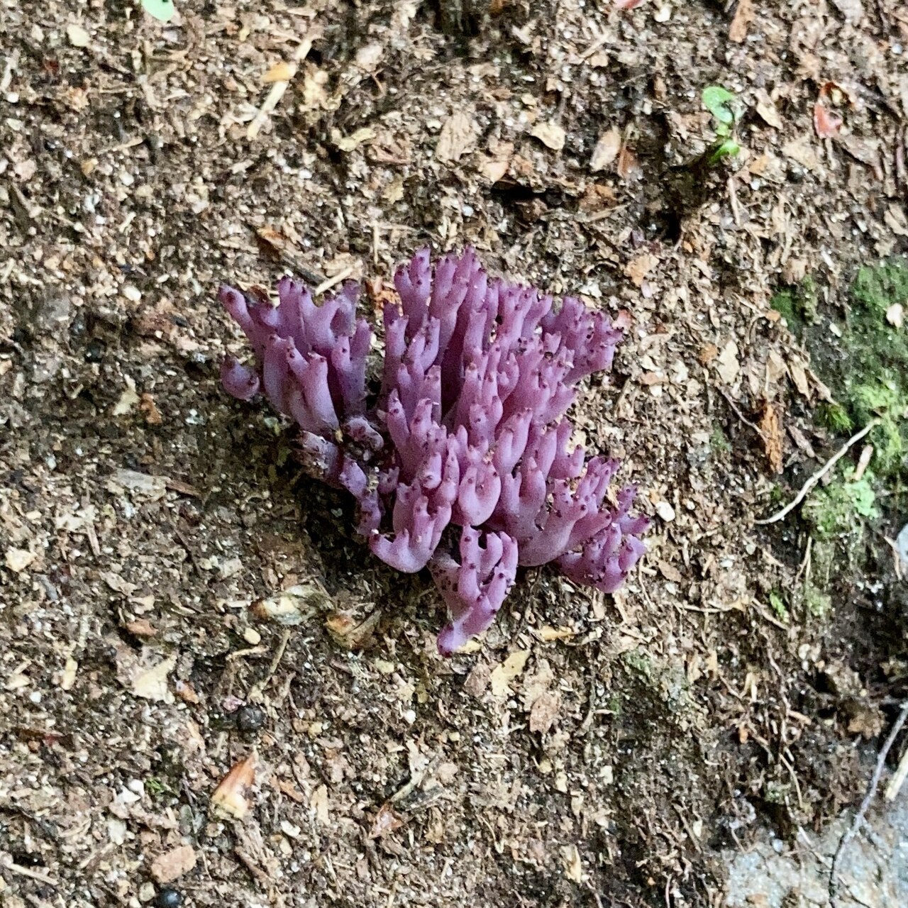Mt Monadnock State Park Campground
