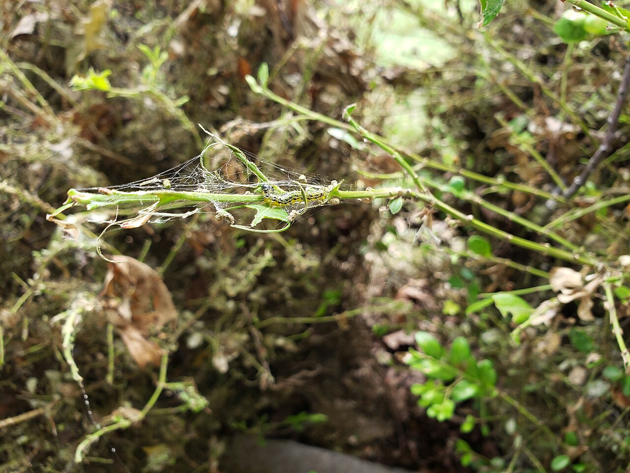 Fourmile Creek