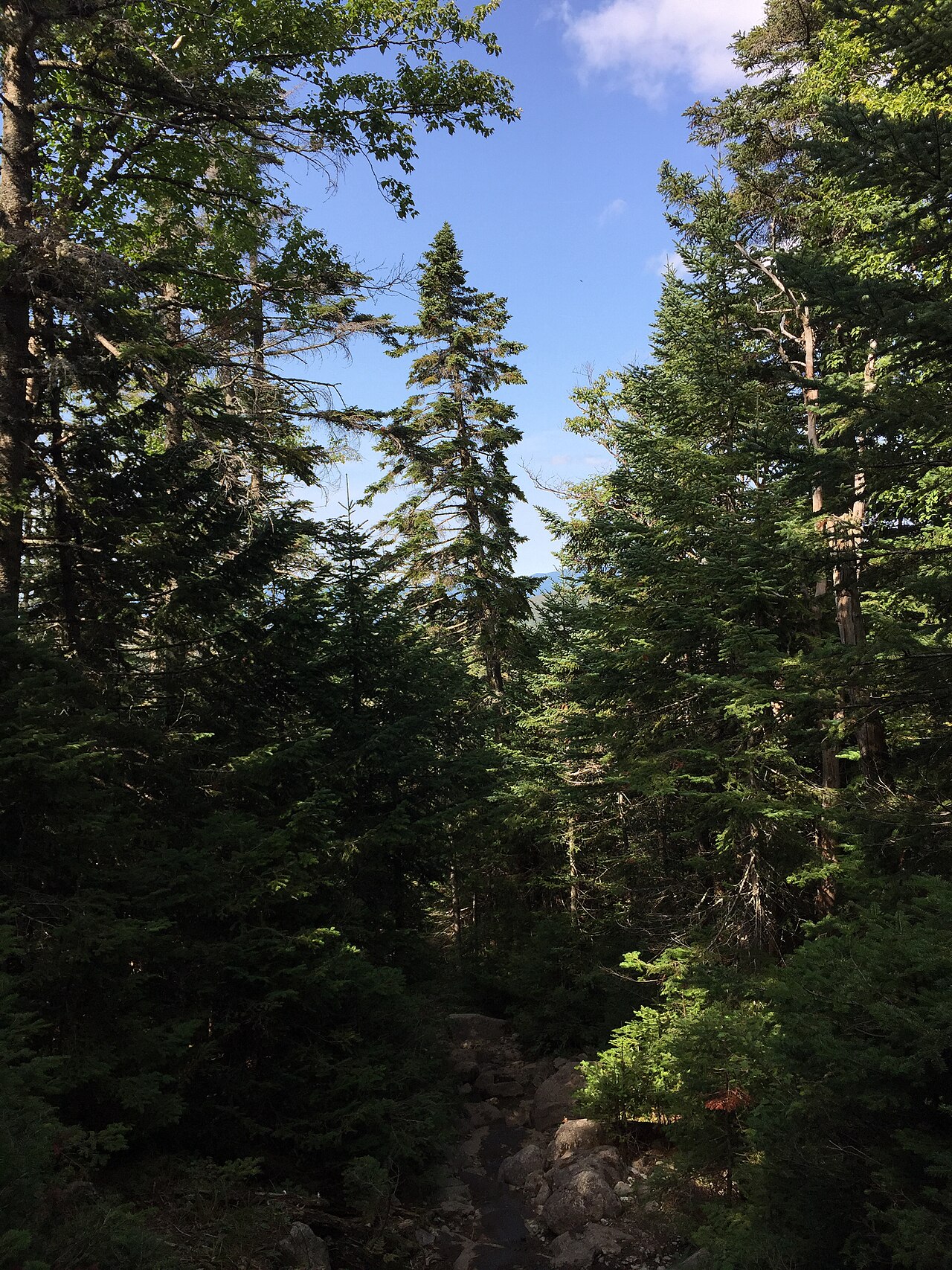 NYS DEC designated campsite.