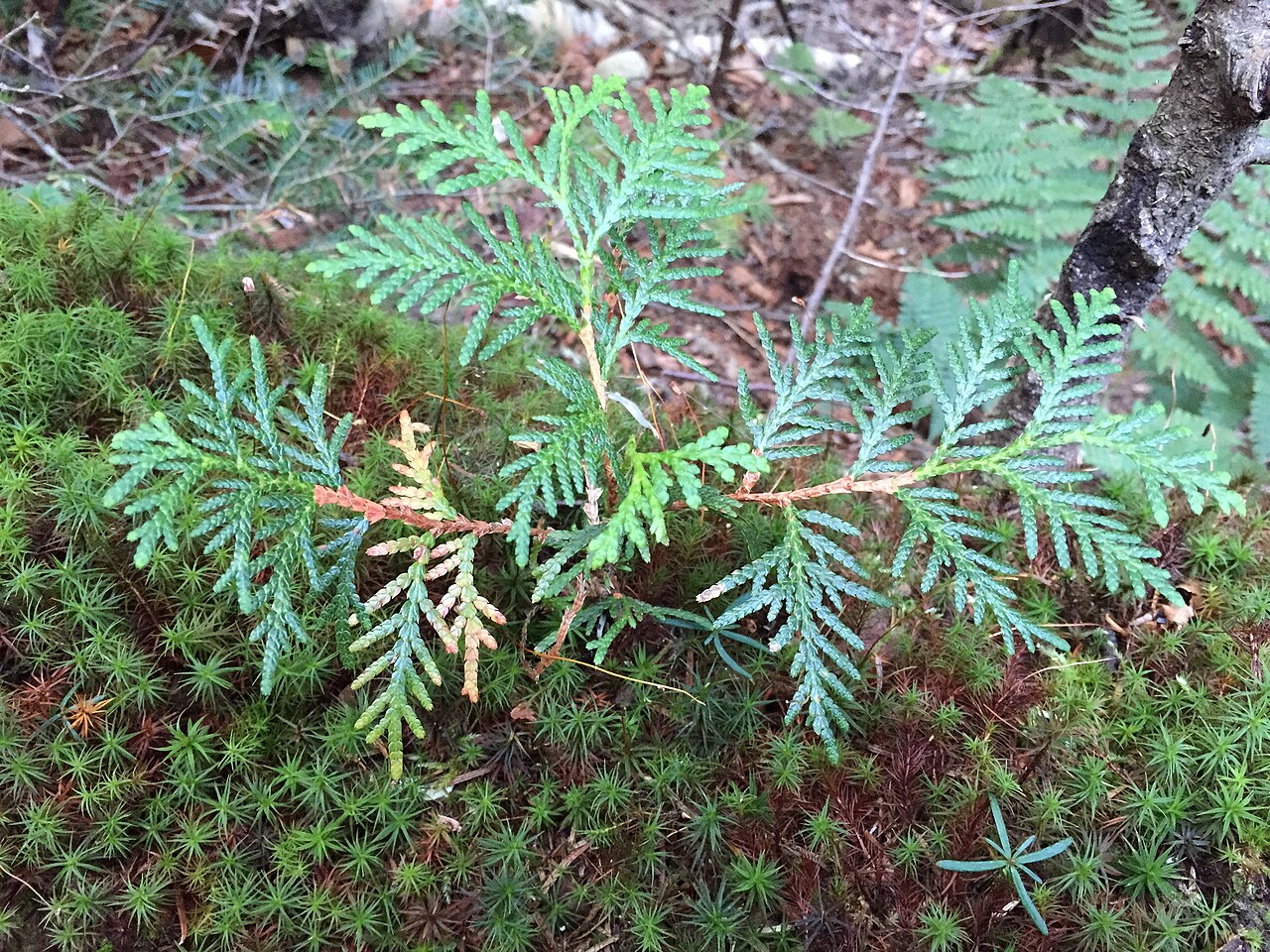 NYS DEC designated campsite.
