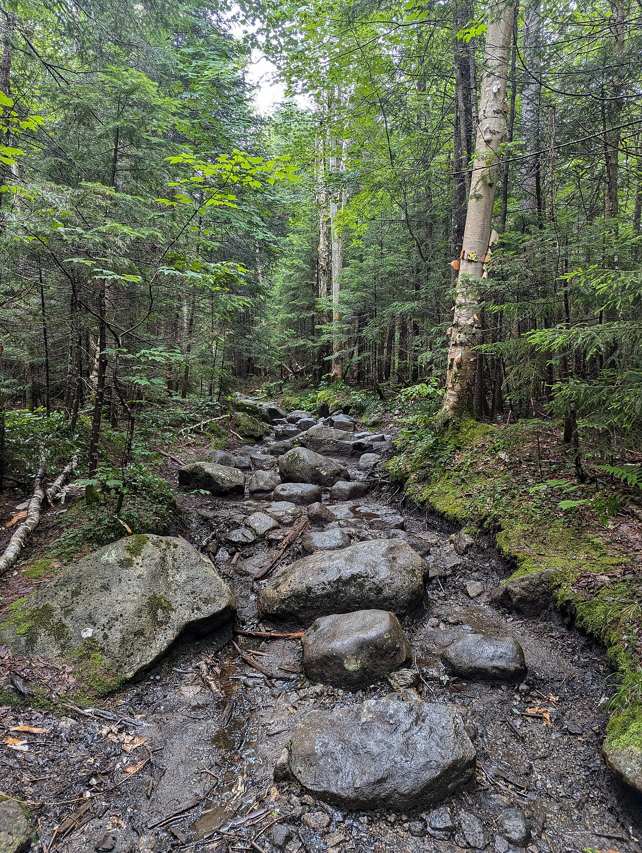 NYS DEC designated campsite.