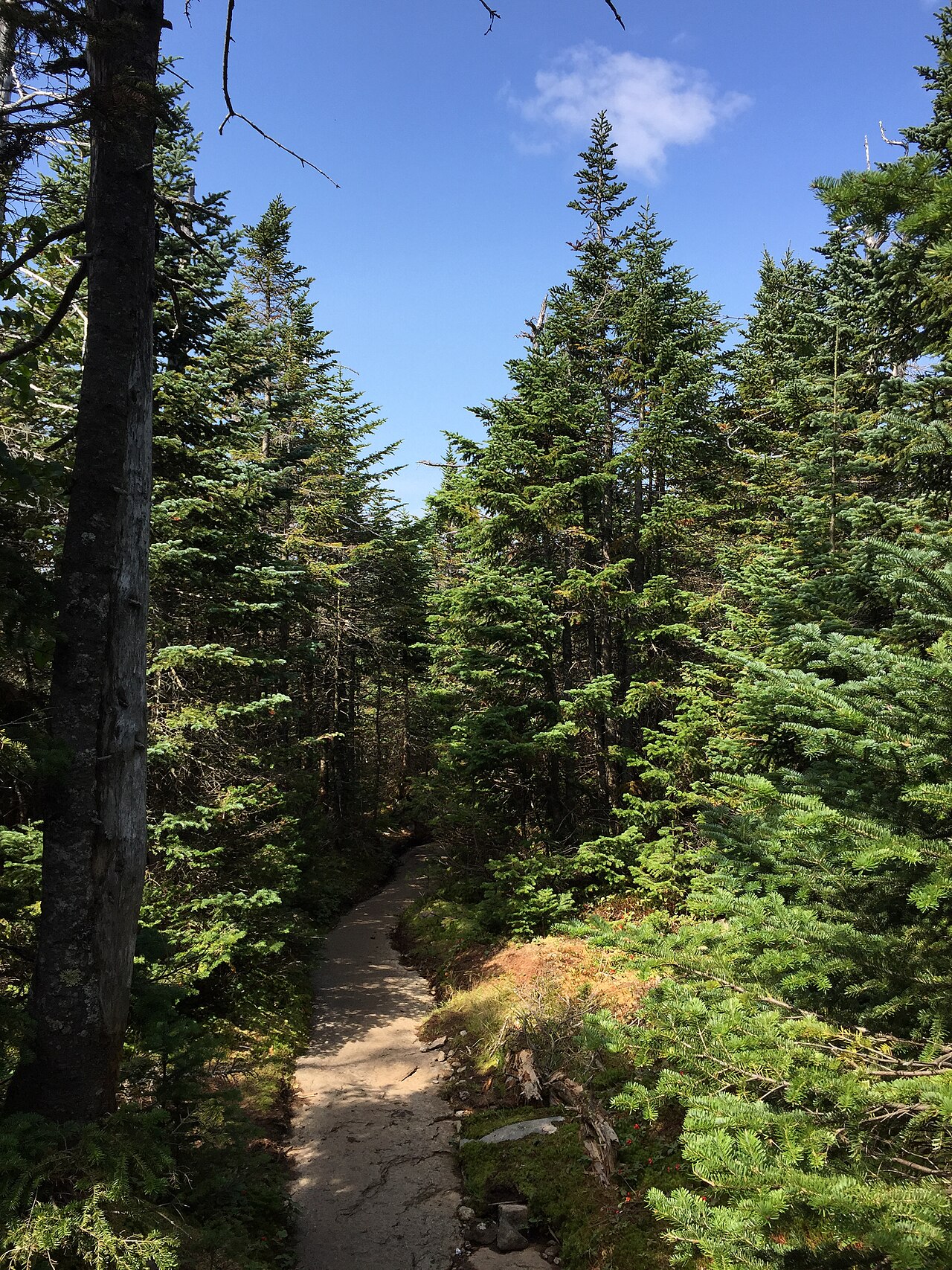 NYSDEC designated campsite.