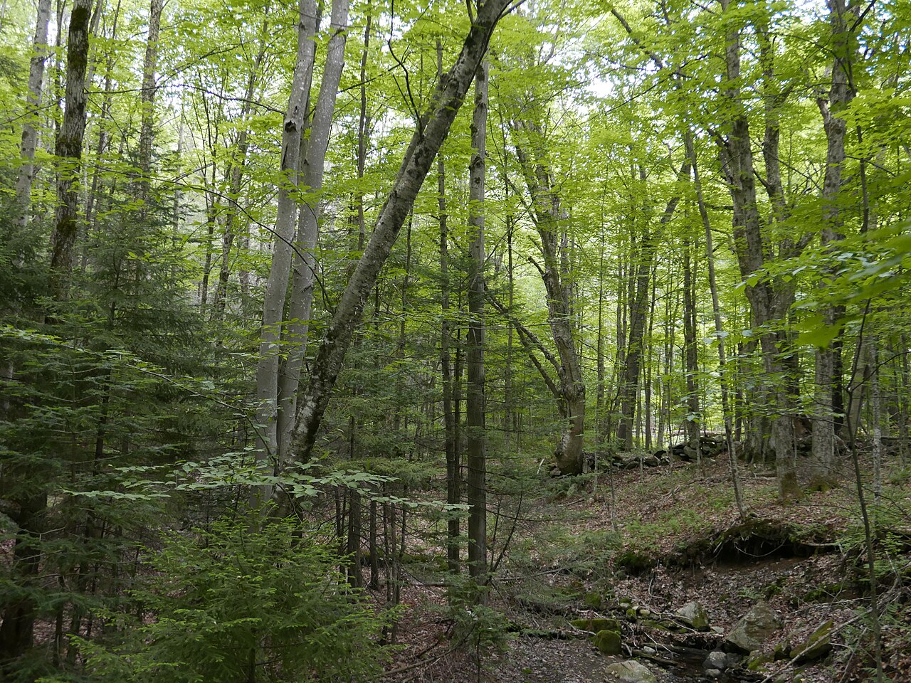 Molly Stark State Park Campsites