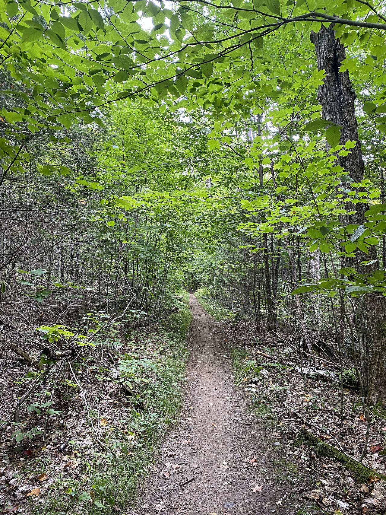 Gulf Brook Campsite #2