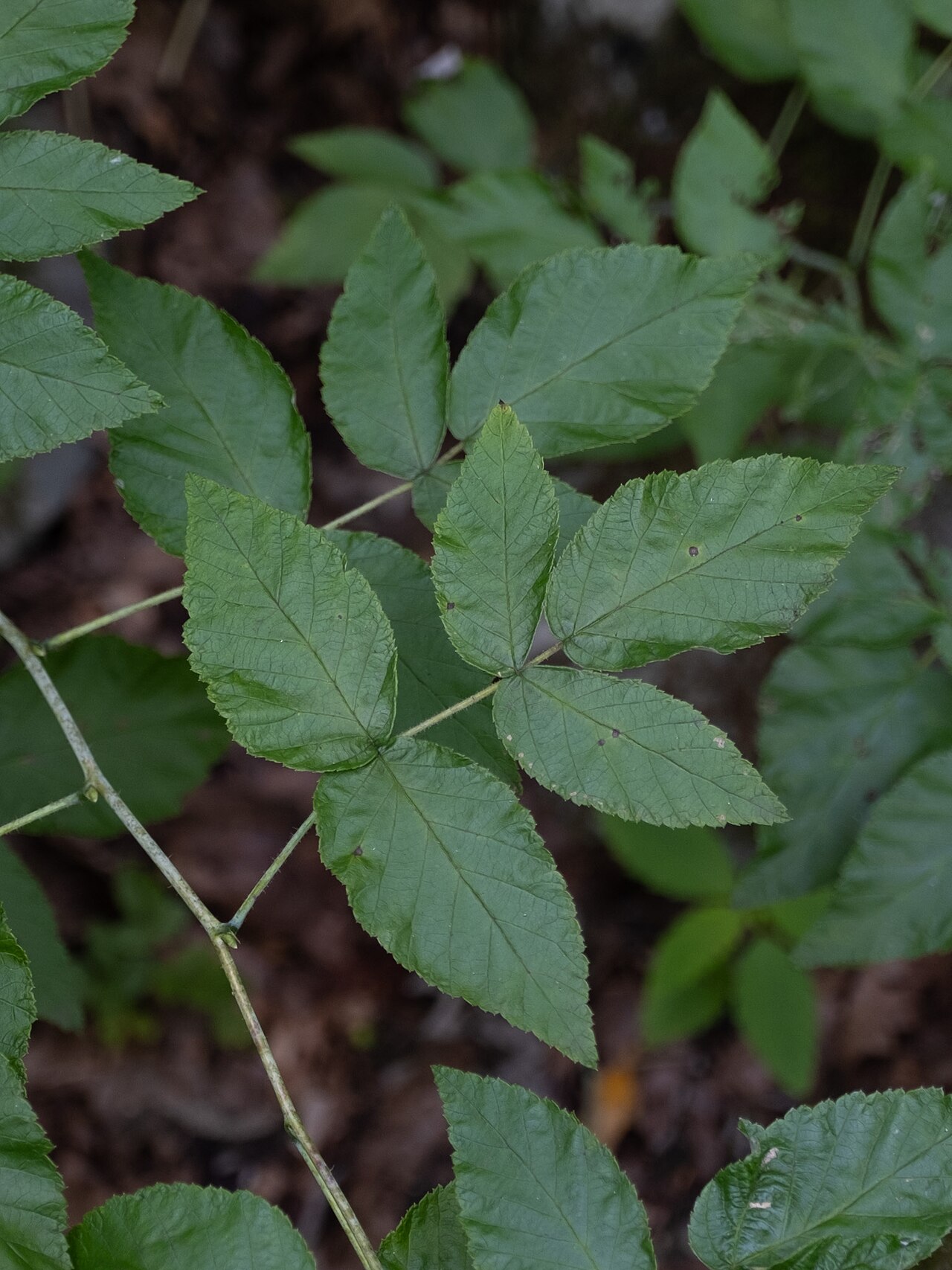 Since it's located in Shenandoah NP, it's required to get a permit from rangers (for free)