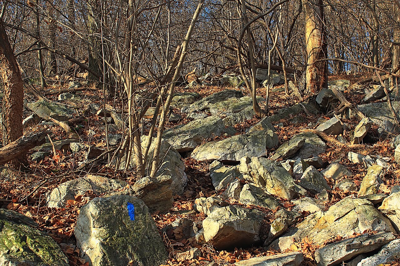 Forest campsite (no water)