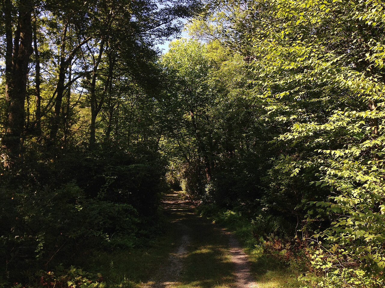 Forest campsite
