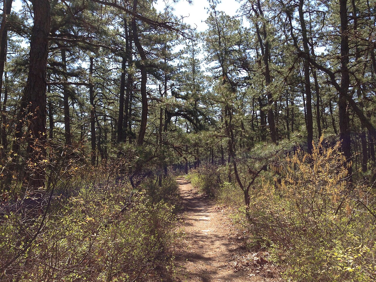 Brendan T. Byrne State Forest Campground