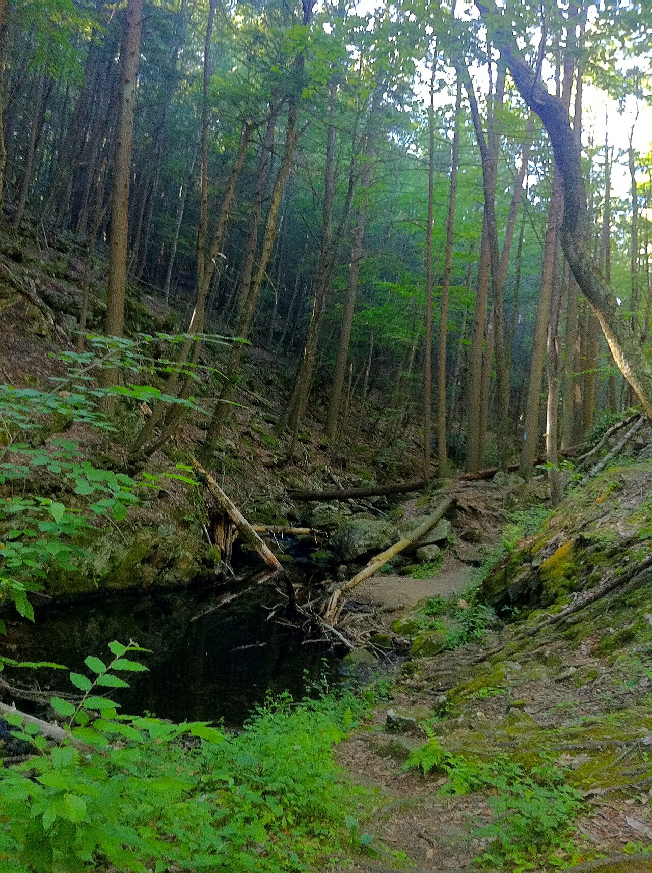 Deer Cove