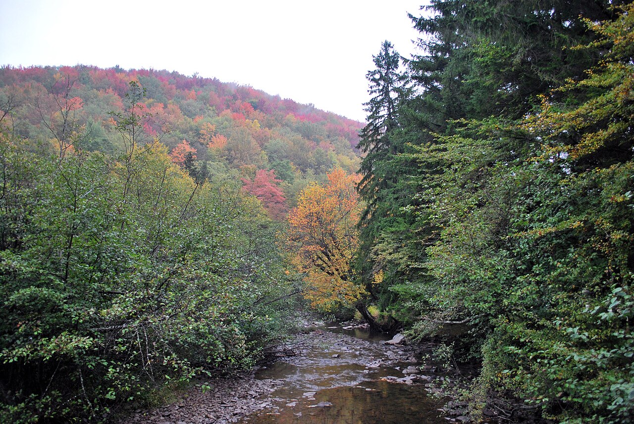 Laurel Fork Campground