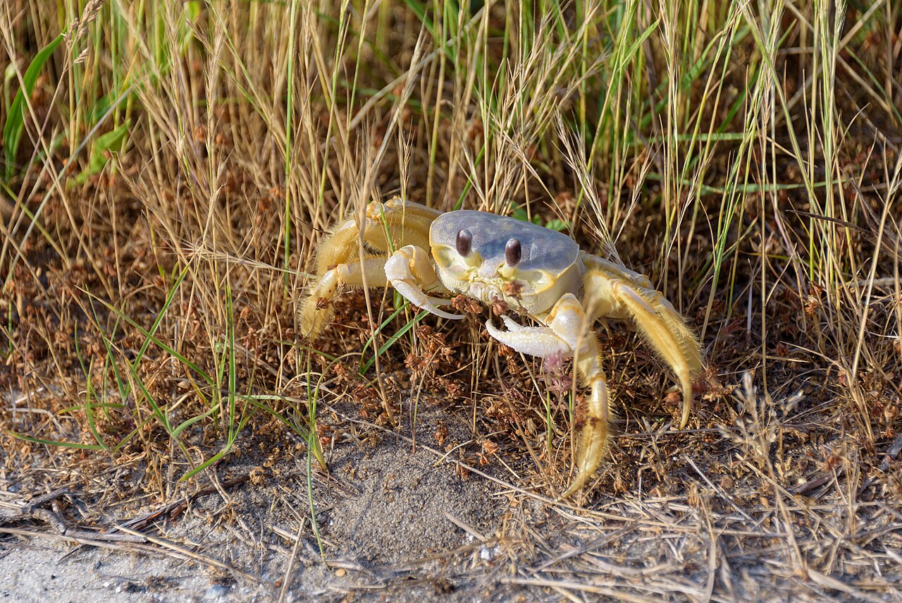 Assateague State Park Campground