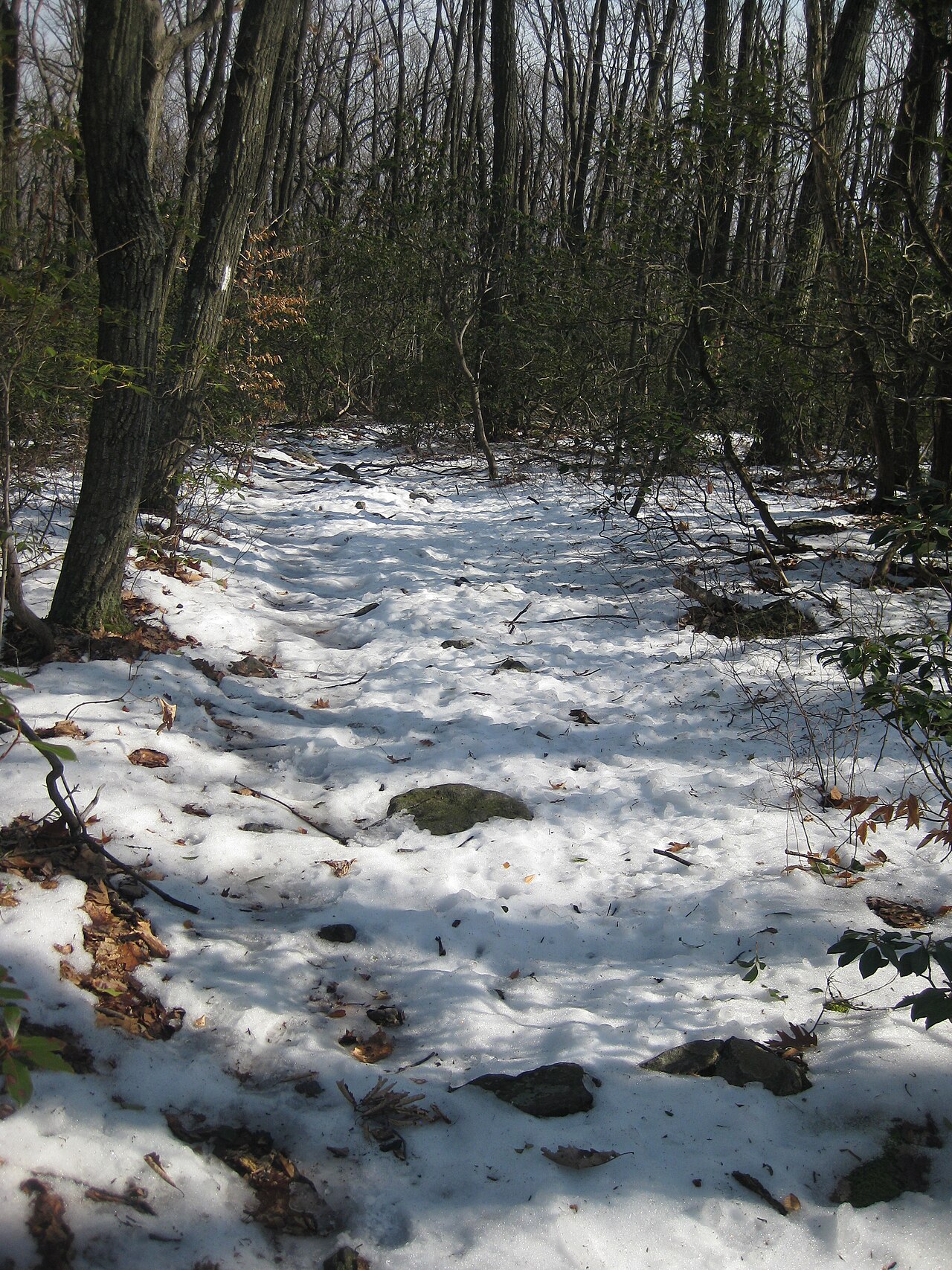 Crampton Gap Shelter AT Camping Area