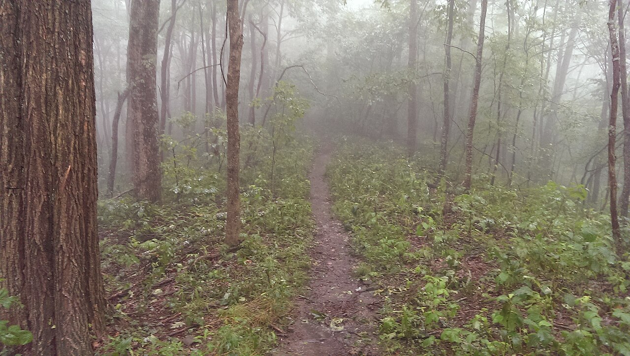 Birch Spring Gap #113