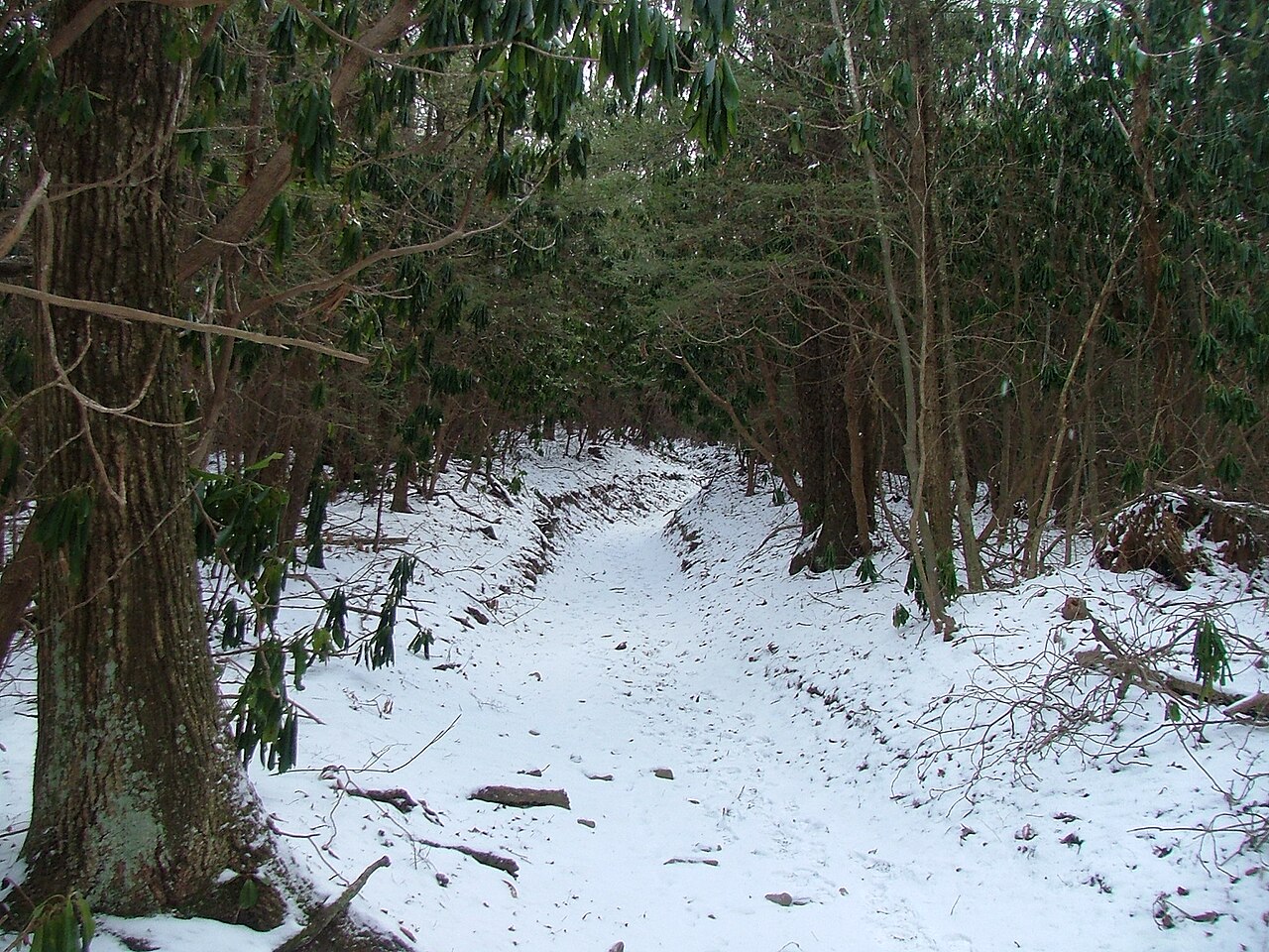 Anthony Creek #9