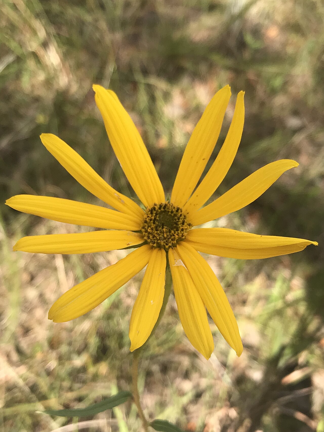 Bee Island