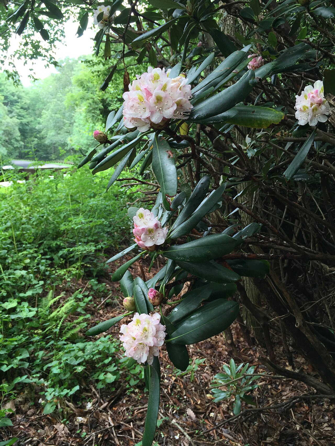 Blue Ridge Parkway Tent