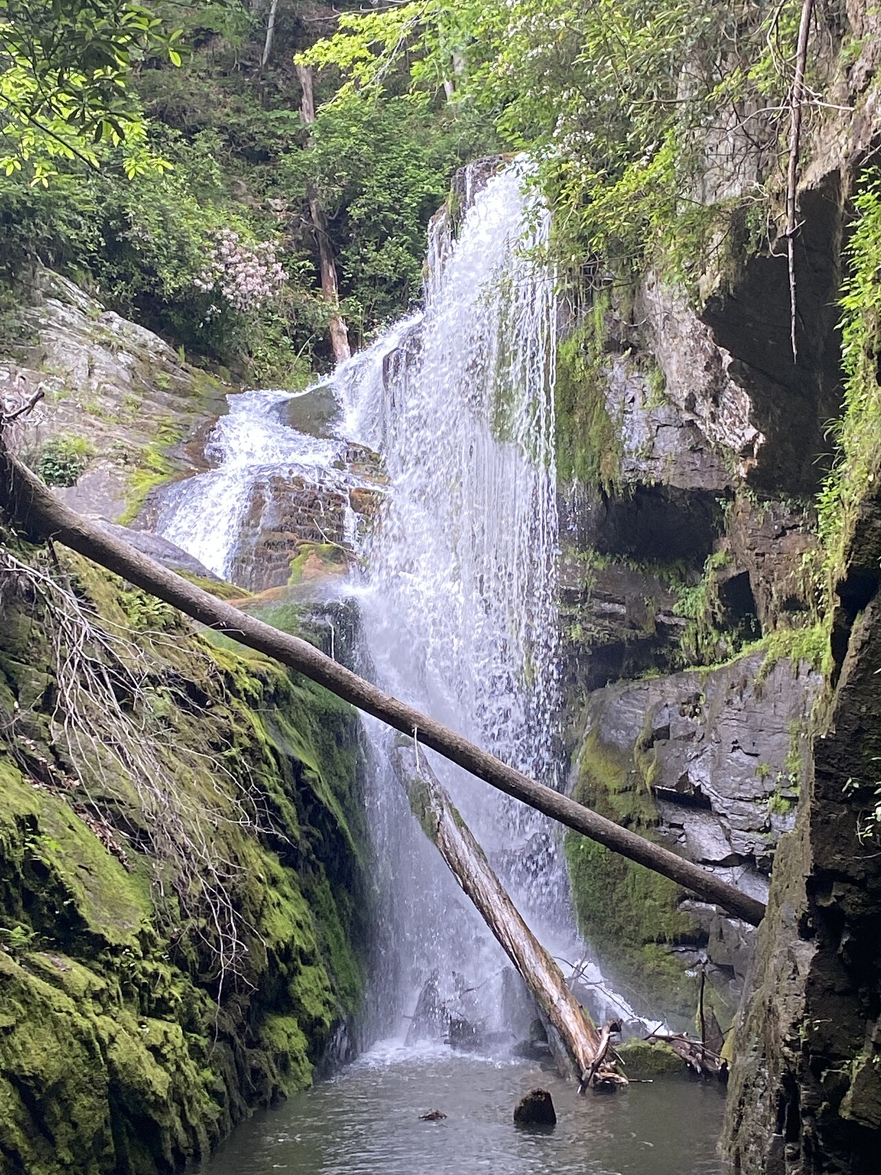 Laurel Fork Campsite