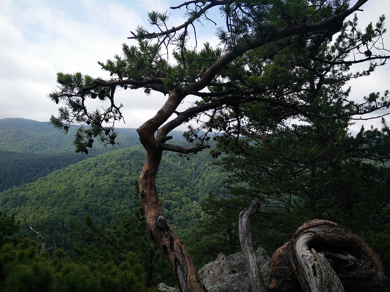 Shinny Falls Campground