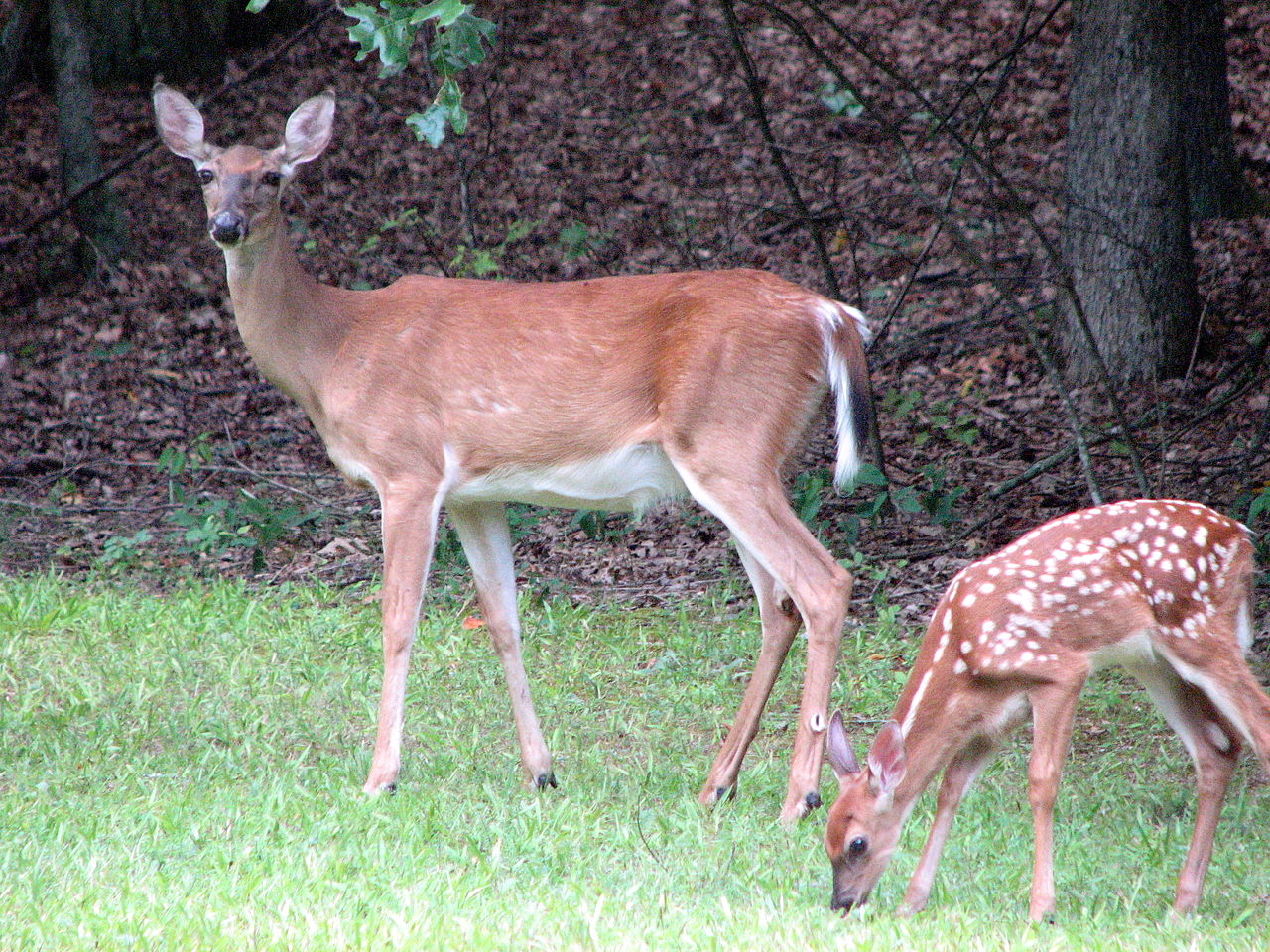 Group Campground