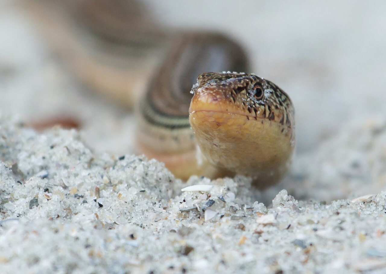 Hunting Island State Park Campground