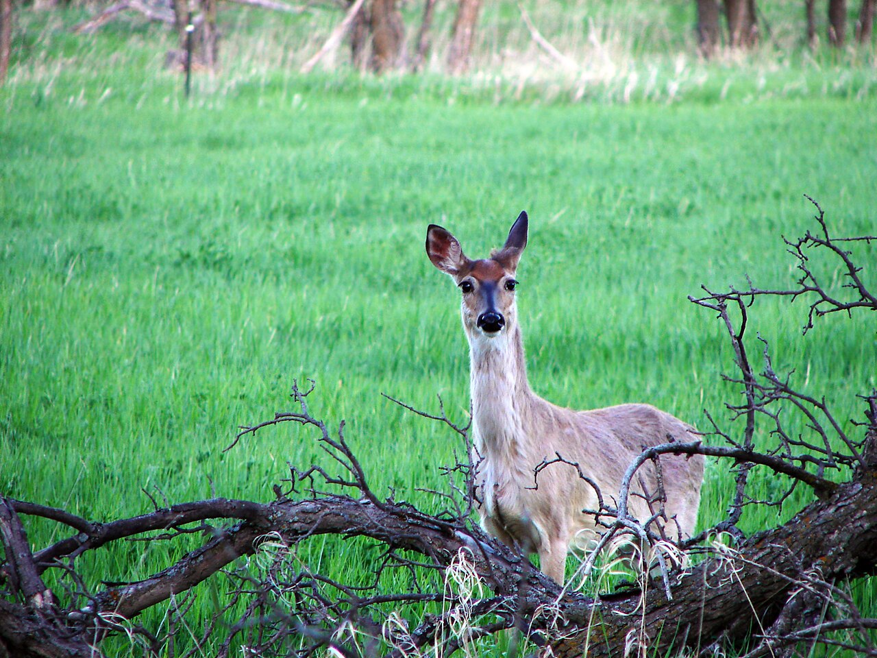 General Sibley City Park